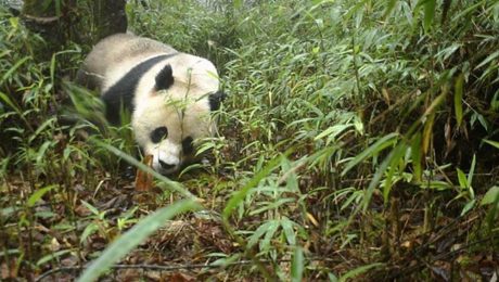 Çin Kültür Merkezi