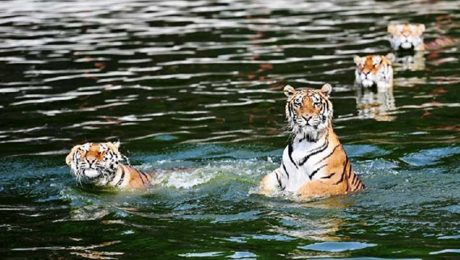 Çin Kültür Merkezi