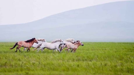 Çin Kültür Merkezi