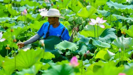 Çin Kültür Merkezi