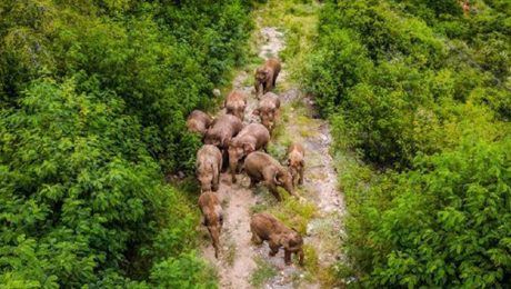 Çin Kültür Merkezi