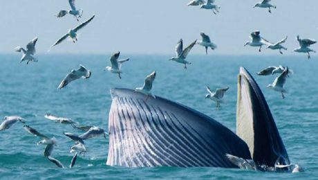 Çin Kültür Merkezi