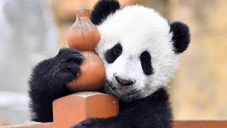 Çin Kültür Merkezi