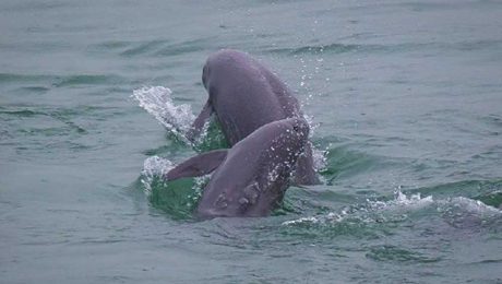 Çin Kültür Merkezi