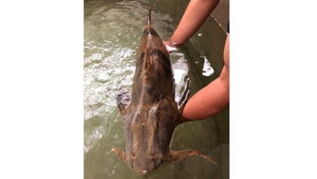 Çin Kültür Merkezi