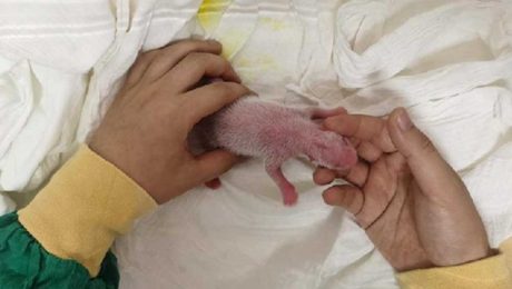 Çin Kültür Merkezi