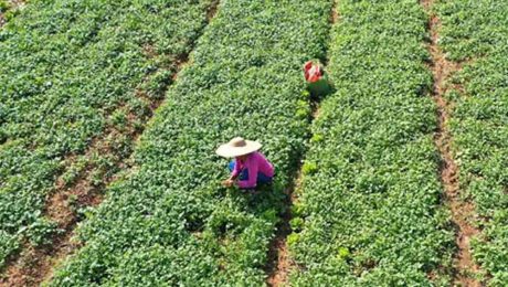 Çin Kültür Merkezi