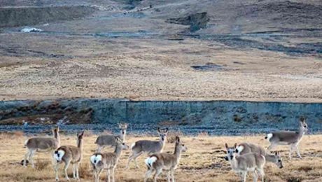 Çin Kültür Merkezi