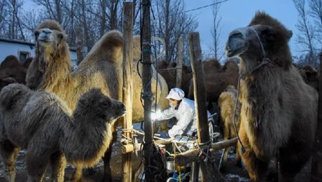 Çin Kültür Merkezi