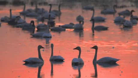 Çin Kültür Merkezi