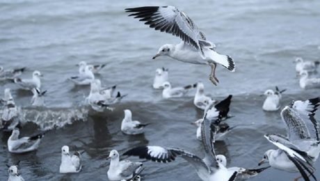 Çin Kültür Merkezi