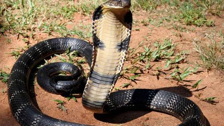 Çin Kültür Merkezi