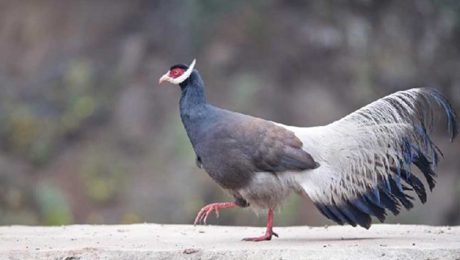 Çin Kültür Merkezi