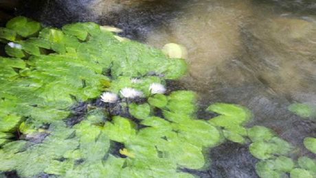 Çin Kültür Merkezi