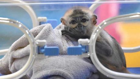 Çin Kültür Merkezi