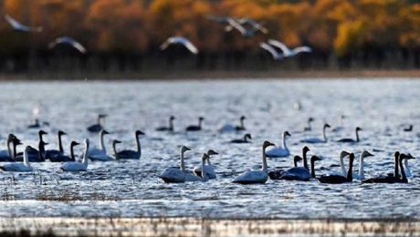 Çin Kültür Merkezi