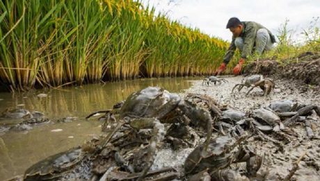 Çin Kültür Merkezi