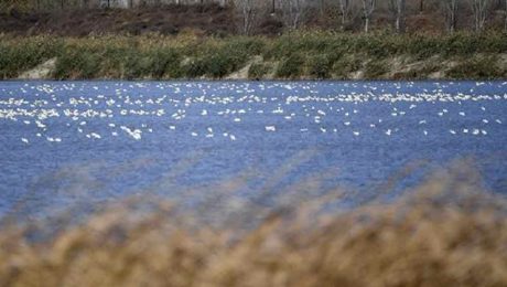 Çin Kültür Merkezi