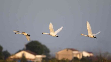 Çin Kültür Merkezi