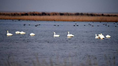 Çin Kültür Merkezi