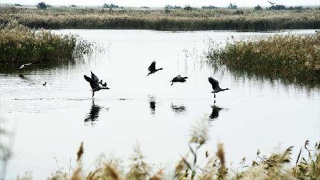 Çin Kültür Merkezi