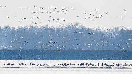Çin Kültür Merkezi