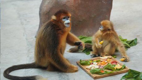 Çin Kültür Merkezi