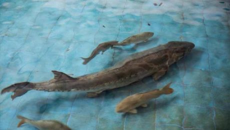 Çin Kültür Merkezi