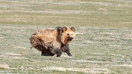 Çin Kültür Merkezi