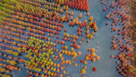 Çin Kültür Merkezi