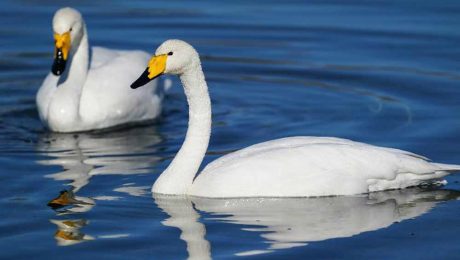 Çin Kültür Merkezi