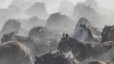 Çin Kültür Merkezi