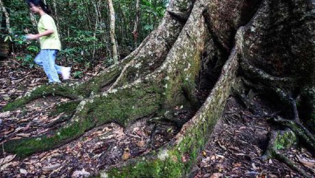 Çin Kültür Merkezi