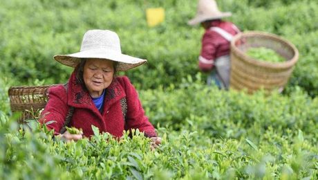 Çin Kültür Merkezi