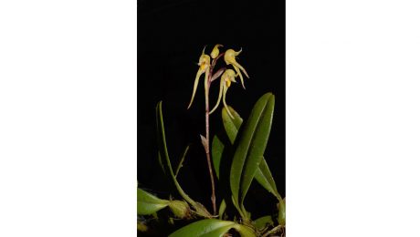 Çin Kültür Merkezi