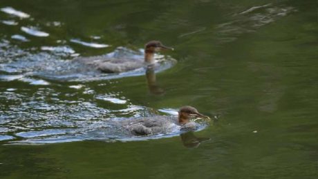 Çin Kültür Merkezi