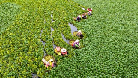 Çin Kültür Merkezi