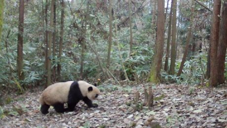 Çin Kültür Merkezi