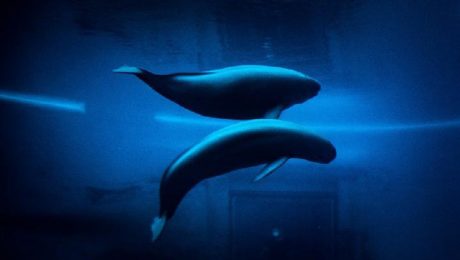 Çin Kültür Merkezi